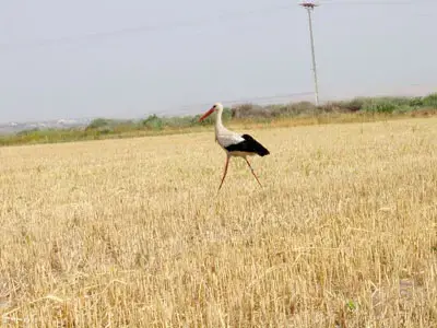 פרינססה תגיע לישראל מכיוון סוריה ולבנון