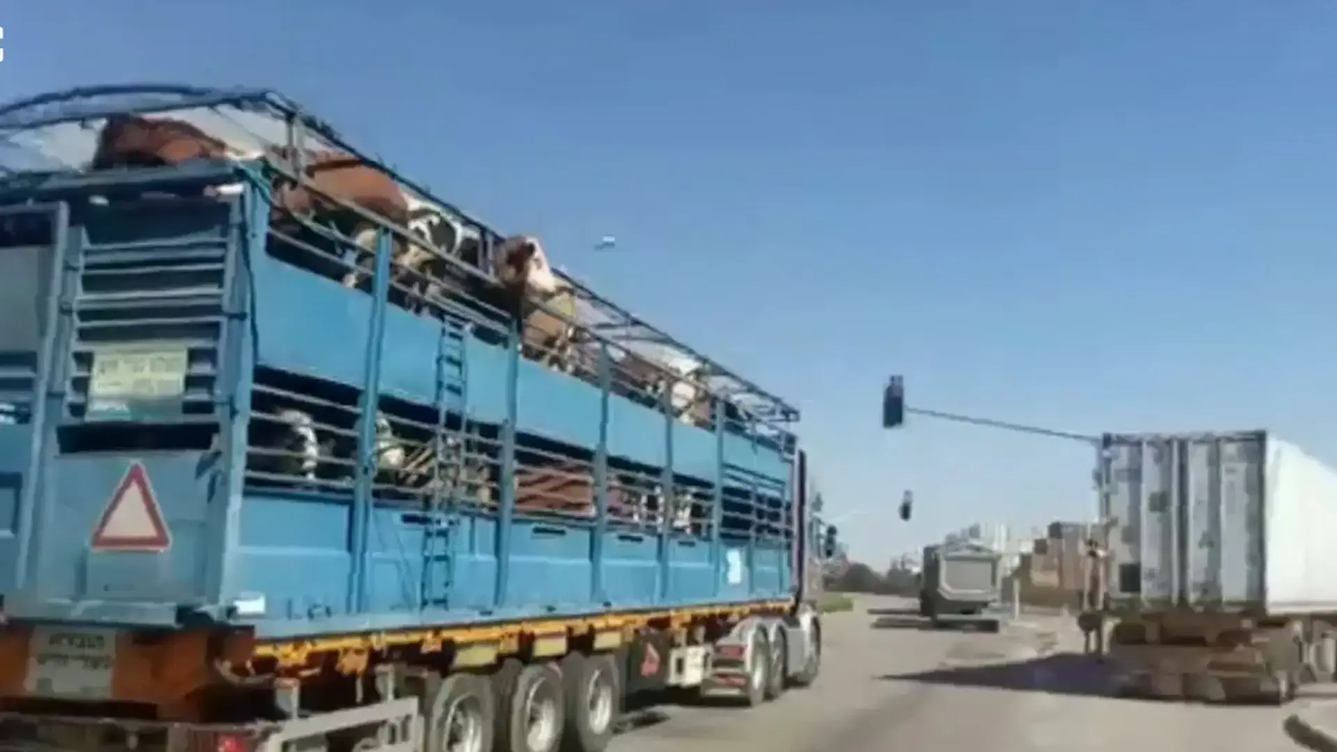 "דבר כמו במכות מצרים": 5,000 כבשים ועזים נחשפו למחלה בהסגר