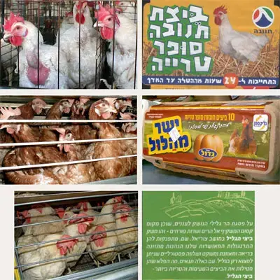 "התרנגולות השמחות" יוסרו מאריזות תנובה