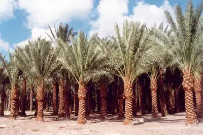משרד החקלאות מרגיע: אין מחסור בלולבים
