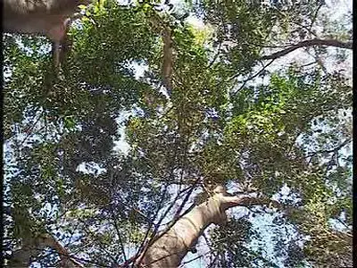 המלחמה בפיקוסים: מלכודת מין לצרעות