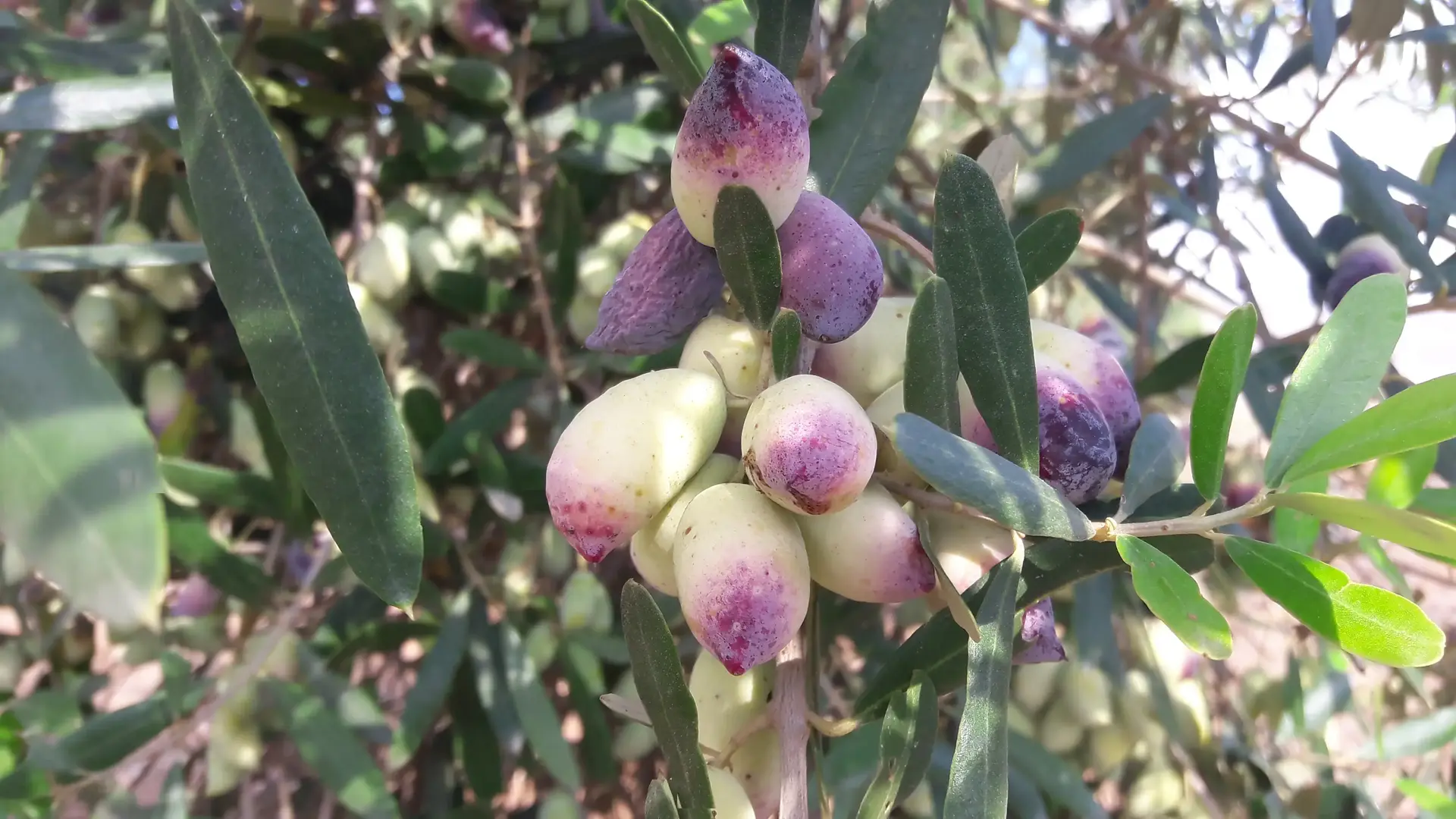 ד"ר מאיה רוזמן: זיתים ירוקים או זיתים שחורים - מה יותר בריא?