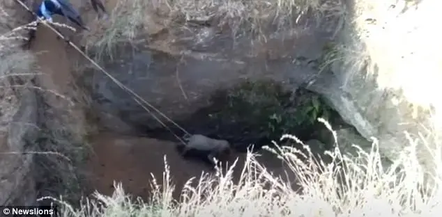 מרגש: עשרות אנשים התגייסו לחלץ גור פילים מבאר בעומק 10 מטר