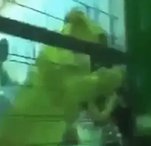 קשה לצפייה: אריה תוקף ילדה קטנה שהורשתה להיכנס לכלוב שלו
