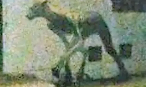 האם התגלה מהו היצור המפלצתי בגובה 2 מטרים שהרג שני כלבים?