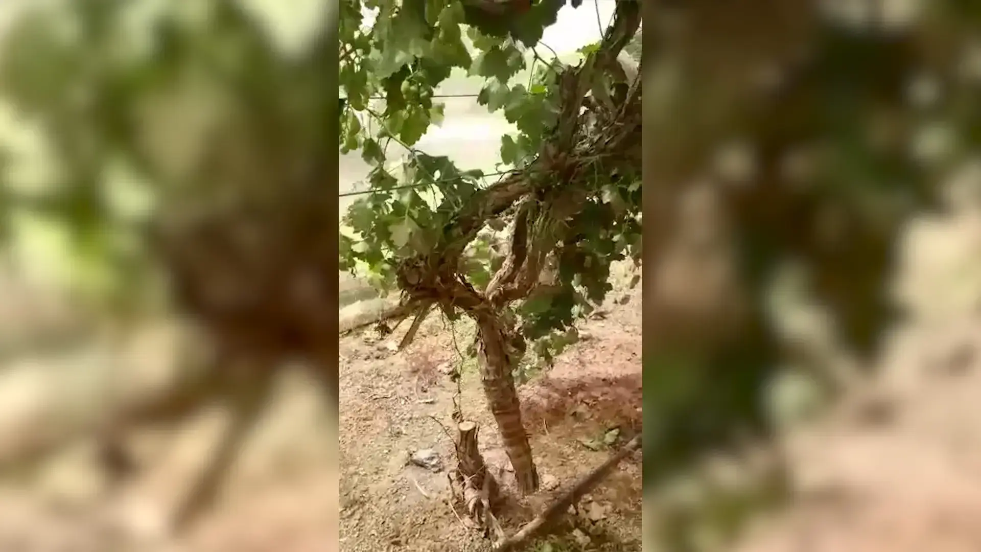 בנט לנתניהו: "דרושה תכנית לאומית לטיפול בטרור החקלאי"