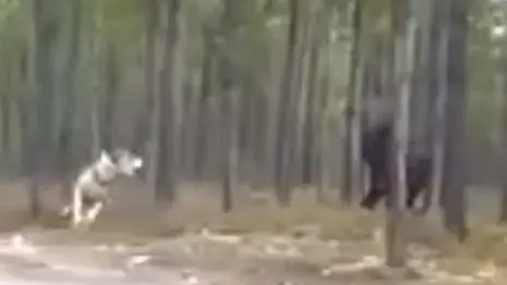 זאב או מפלצת? וידאו מצמרר מתעד חיה ענקית שרודפת אחרי כלב