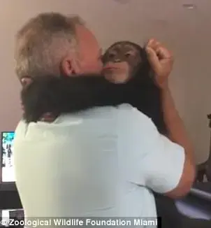 הרגע המקסים שבו לימבאי השימפנזה התאחד עם "הוריו המאמצים"