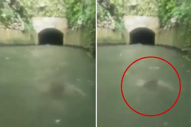 התיירים נותרו בהלם: בת ים תועדה רודפת אחרי הסירה שלהם