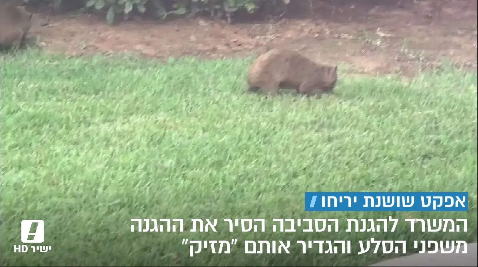 המדינה לא ערוכה למניעת התפרצות שושנת יריחו: "קטסטרופה לאומית"