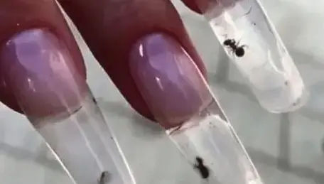 סלון יופי רוסי ספג איומים בגלל עיצוב ציפורניים שמתעלל בחיות