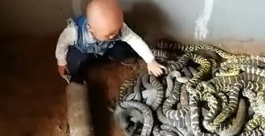 קשה לצפייה: פעוט תועד משחק בקן נחשים באישור הוריו