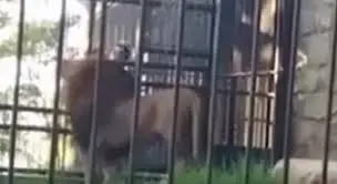 השיכור הזה הכניס יד לכלוב האריות כדי ללטף - כמובן שזה לא נגמר טוב