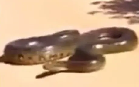 צפו: "האידיוט" שהחליט לתקוף את "הנחש הכי גדול שתועד אי פעם"