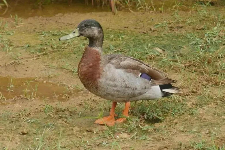 האי הקטן באבל: הברווז "הבודד ביותר בעולם" מת בתקיפת כלבים