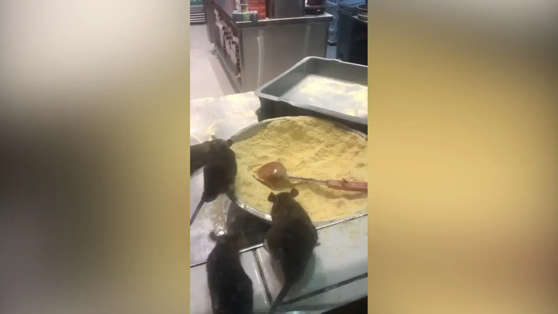 מטיילים על הבצק: עכברים התגלו בסניף דומינוס פיצה בחיפה | תיעוד
