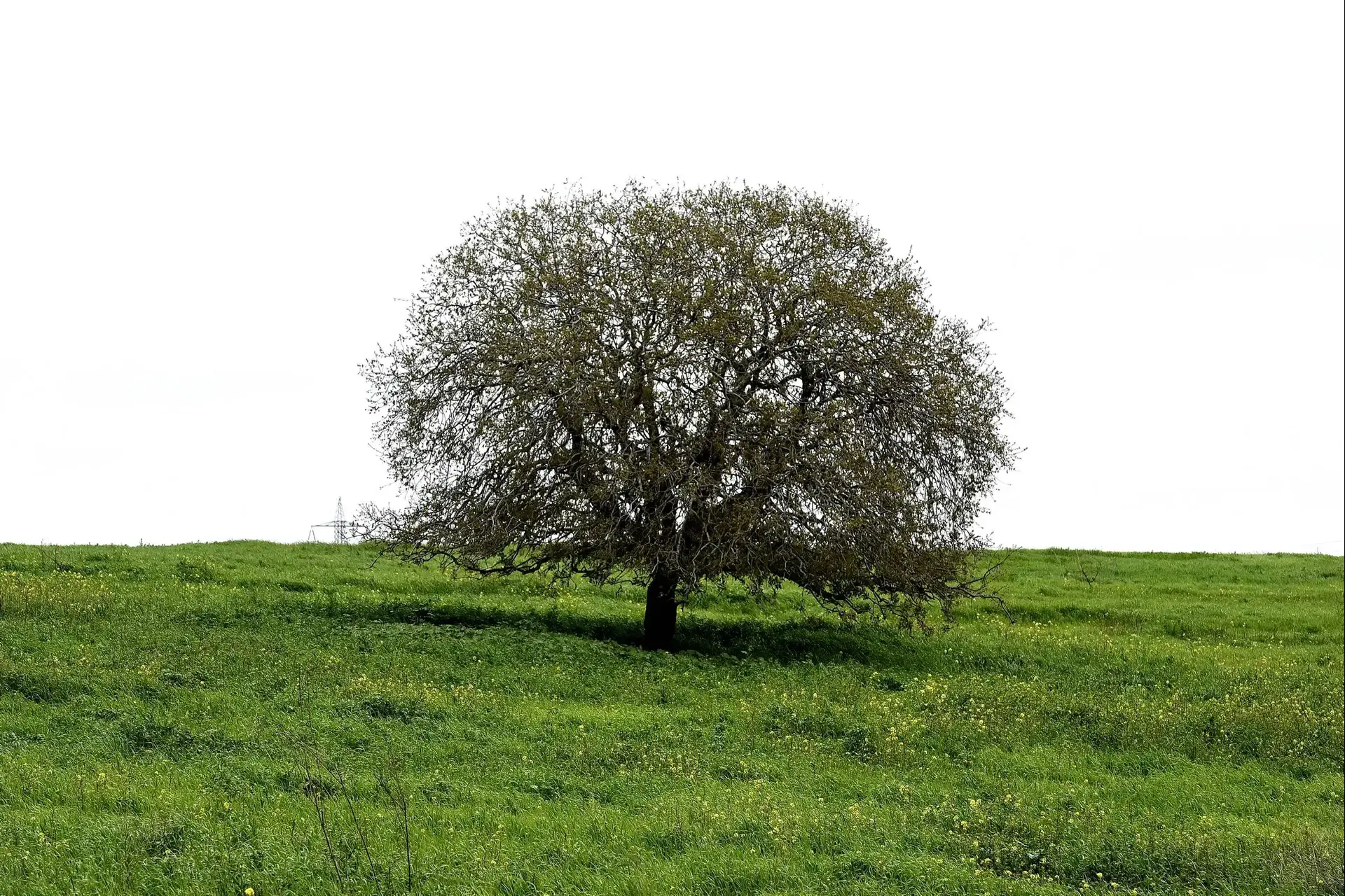 נאה עד מעונן חלקית, עם טמפרטורות רגילות לעונה | מזג אוויר