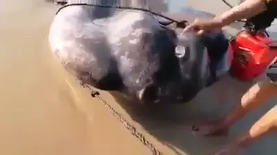 יצור מסתורי באורך 2 מטר נשטף לחופי קליפורניה