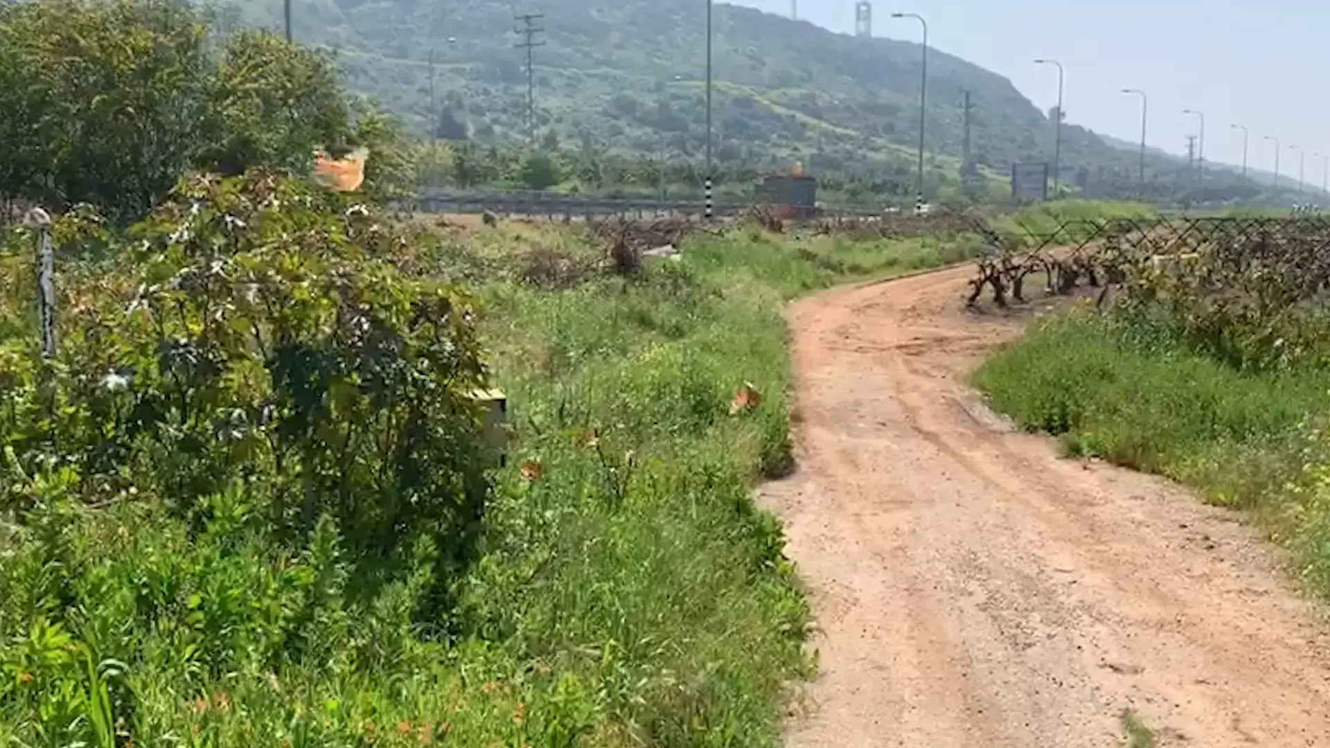"2,500 מעופפים בשעה": כמיליארד פרפרים נודדים נצפו ברחבי הארץ