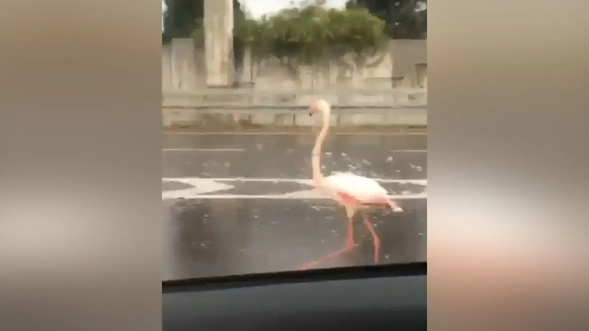 משוטט בכביש המהיר: הפלמינגו שולמן ברח מהספארי ברמת גן | צפו