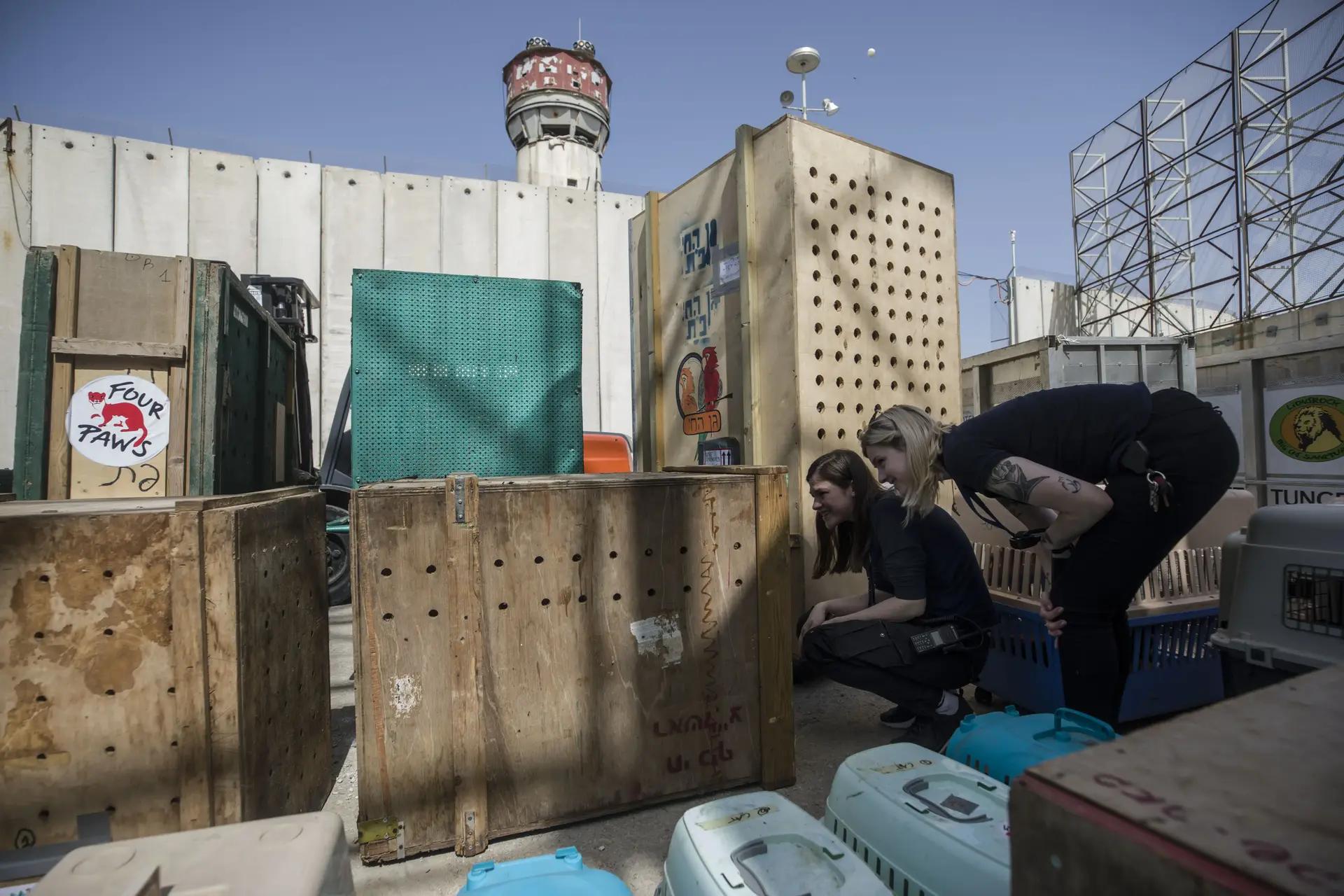 מבצע חילוץ: בעלי חיים מגן חיות בעזה הועברו לירדן ולדרום אפריקה