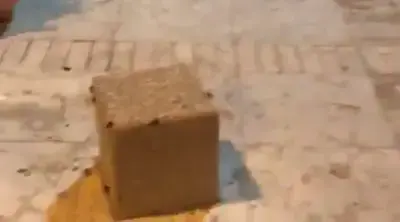 שחורות, גדולות - ובכל מקום: מכת חיפושיות ביישובים ברחבי הארץ