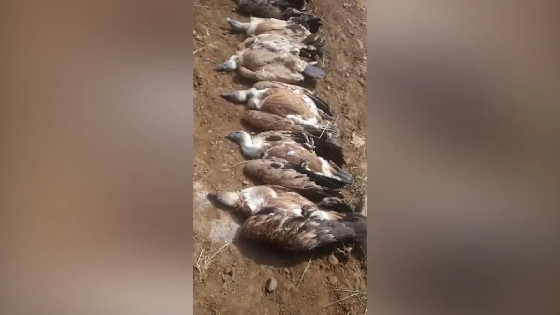 לאחר הרעלת הנשרים: יוזמה לתיקון החוק שתאפשר החמרת ענישה