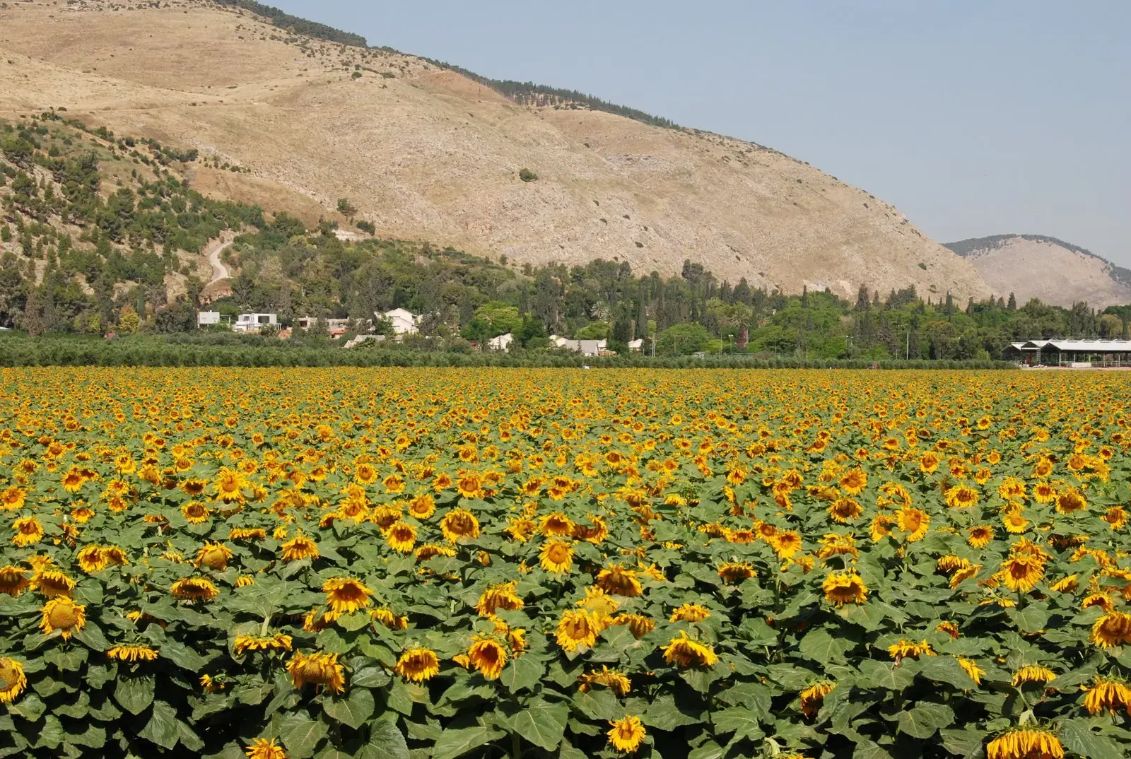 הטמפרטורות ממשיכות לעלות: מזג האוויר חם מהרגיל לעונה