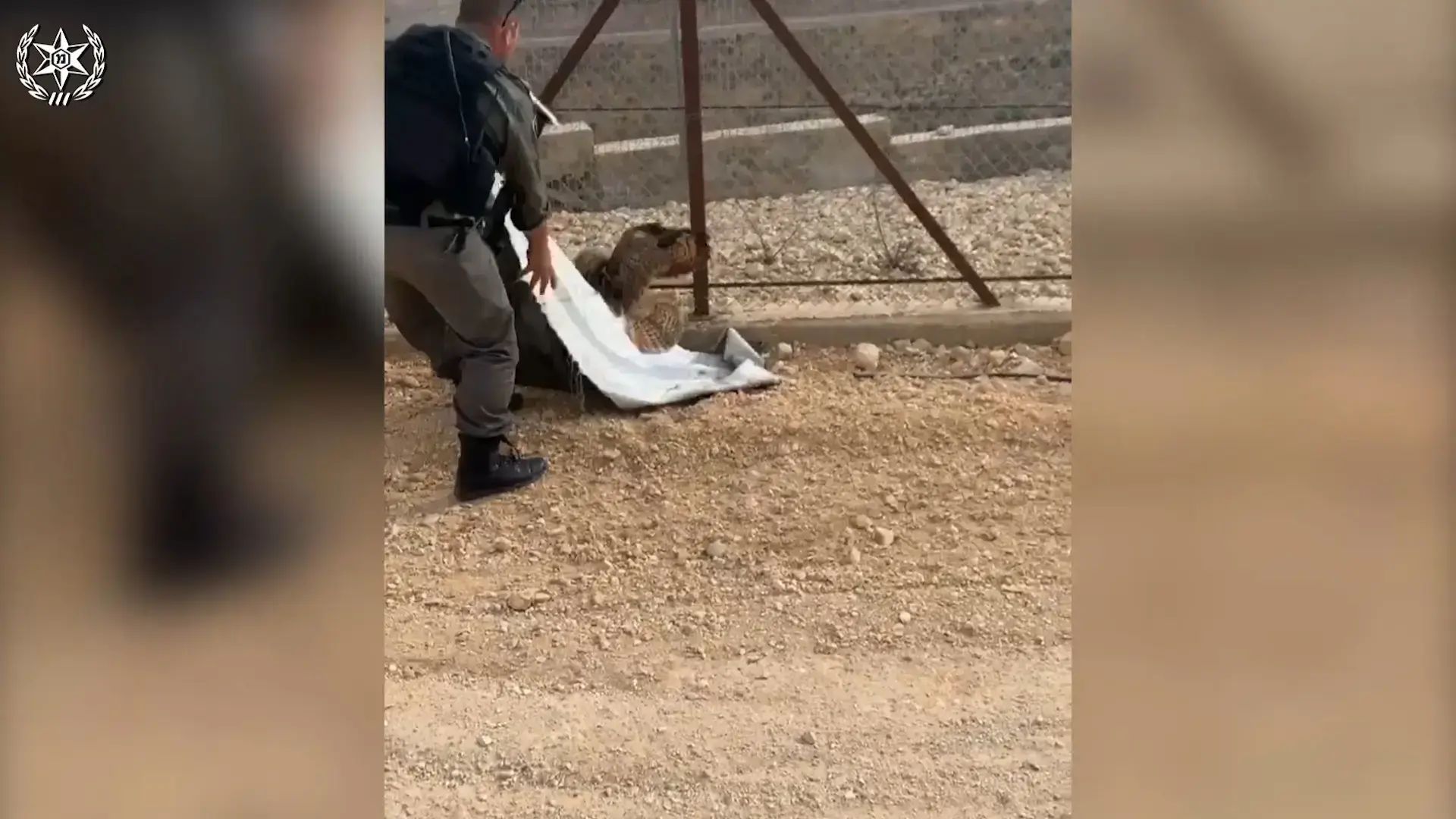צפו בתיעוד: אוח אותר באזור ירושלים, חתולה חולצה מאנטנה בנגב