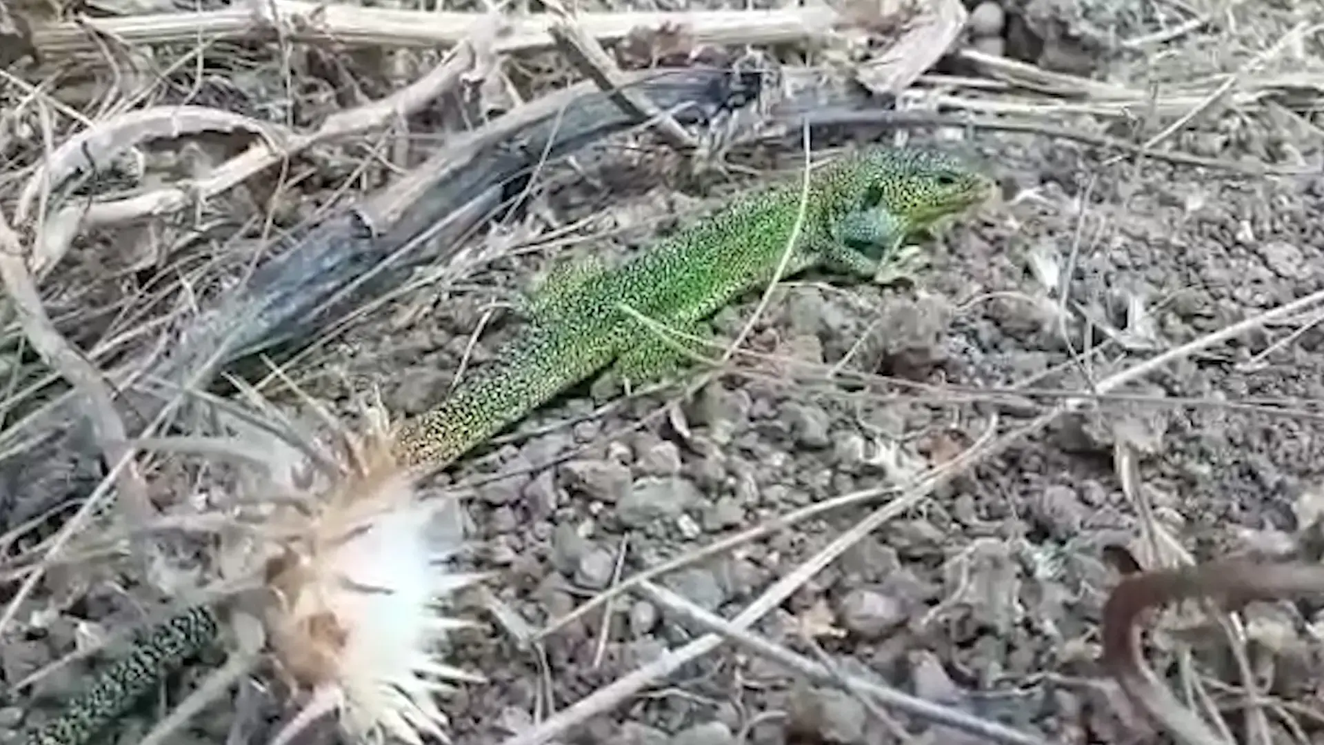 אחרי עשור שלא נראתה: "הלטאה הירוקה" נמצאה בקיבוץ בצפון