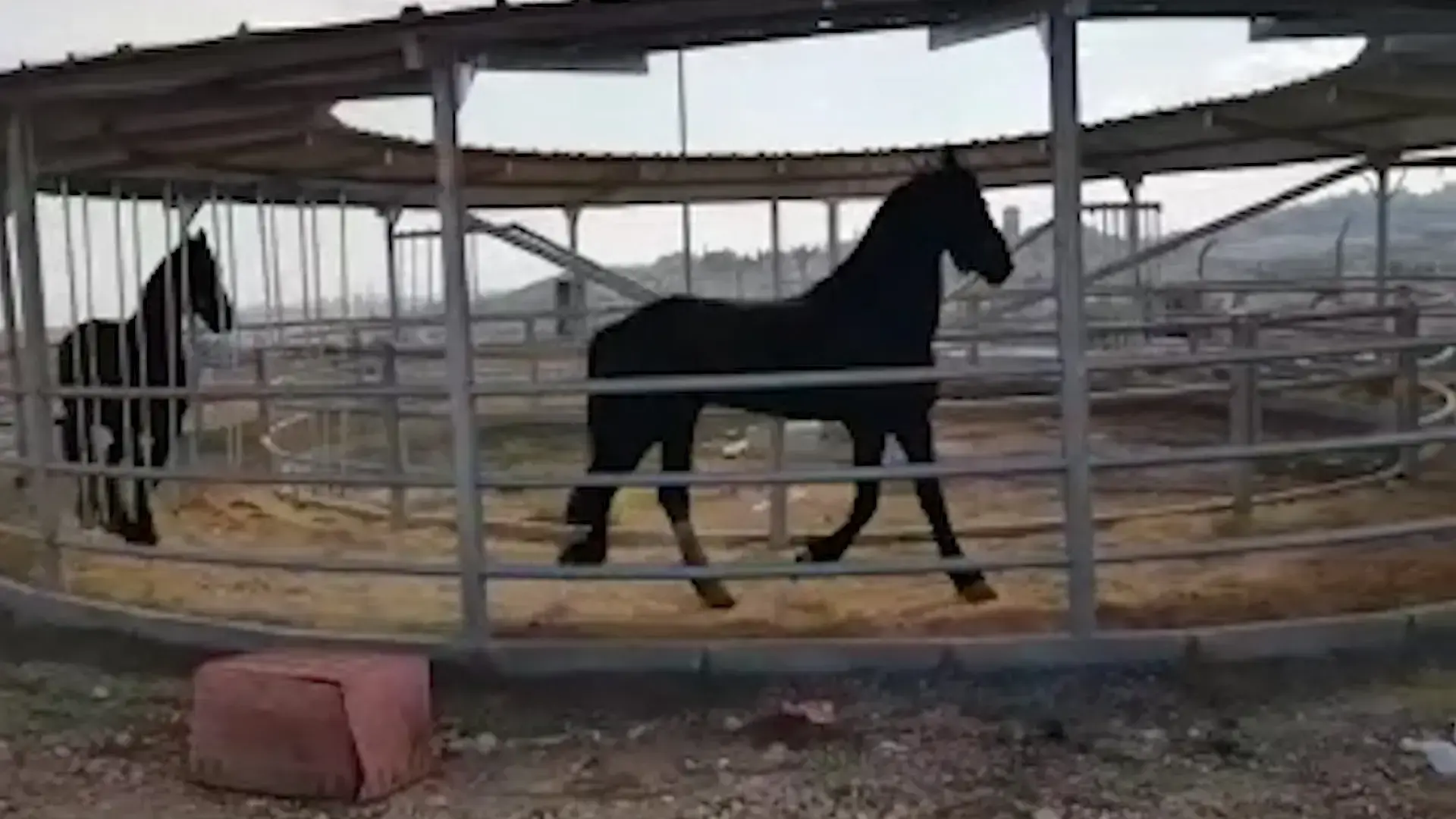 רוץ בן סוסי: נחנך חדר הכושר הראשון לסוסי משטרת ישראל