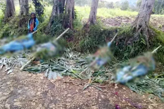 בחסות הפגנות אלימות: 250 אסירים נמלטו מכלא באינדונזיה