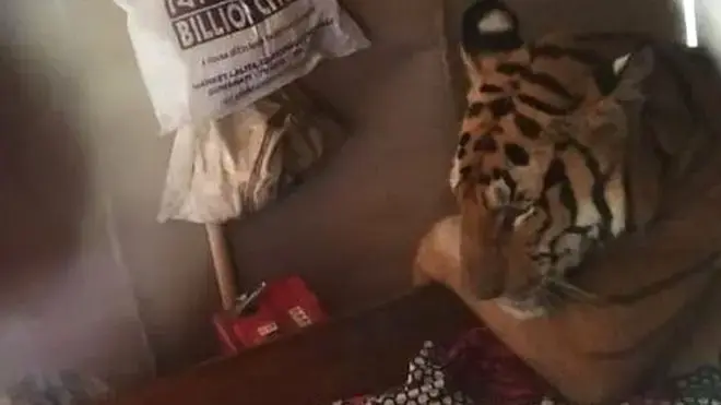 הדיירים לא הפריעו לה: טיגריסית נמצאה מנמנמת על מיטה בהודו