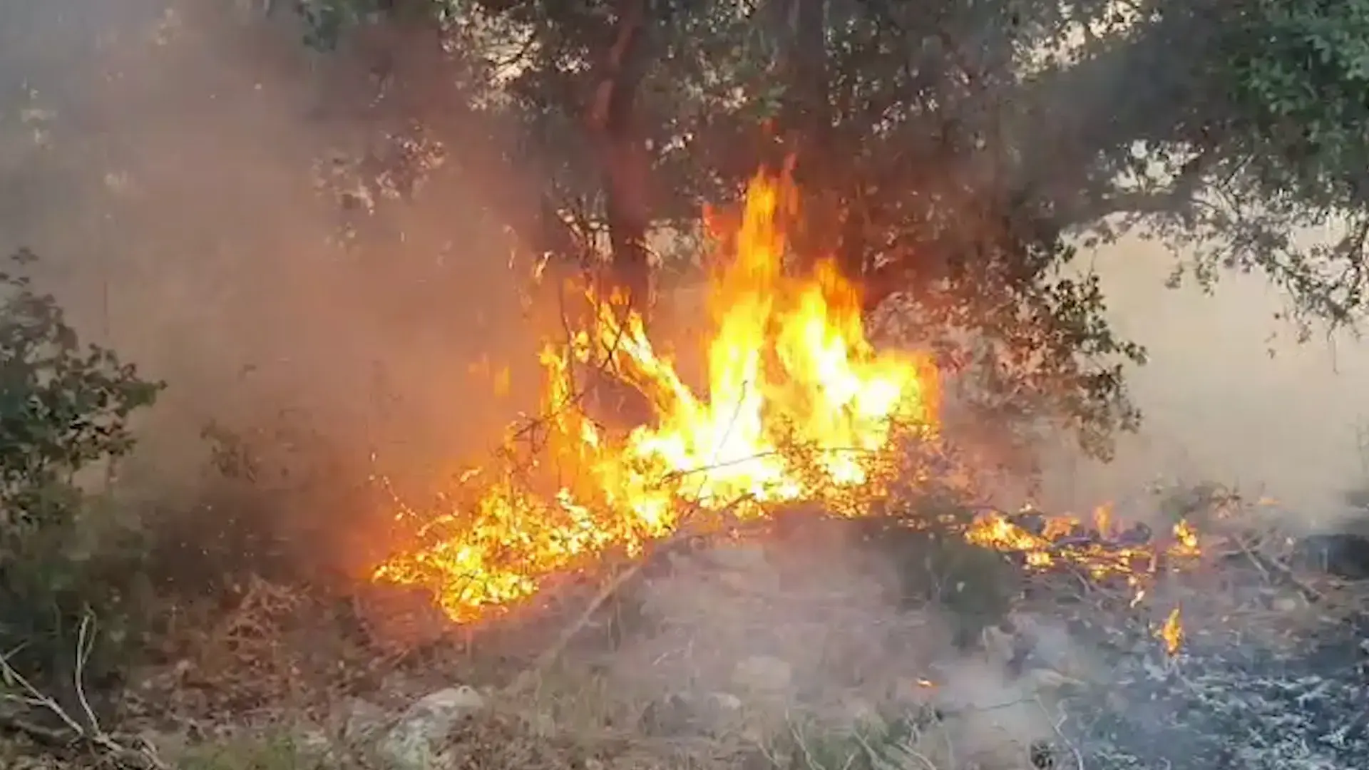 12 אנשי דת פונו: שריפה כילתה מאות דונמים של חורש בהר תבור
