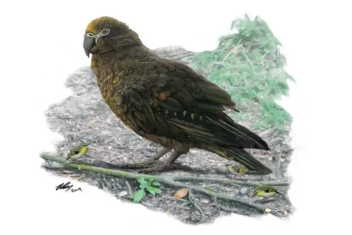 לפני 19 מיליון שנה, תוכי ההרקולס שוטט בכדור הארץ