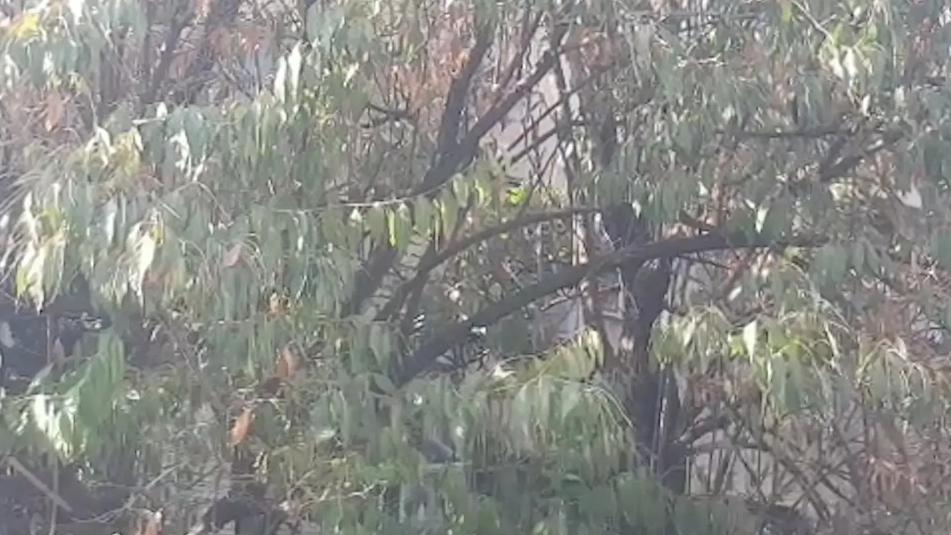 נמלים וטרמיטים בכמויות ענק: "מתקפת" חרקים מעופפים ברחבי הארץ