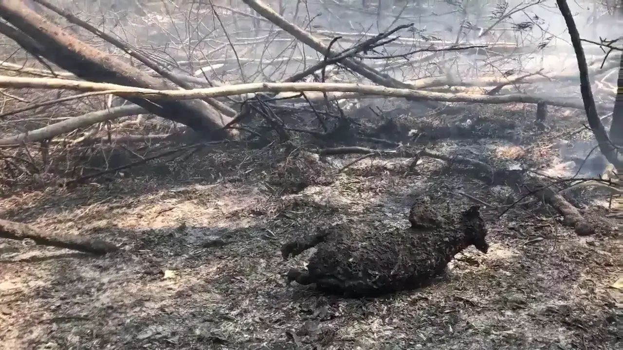 מאות קואלות נספו בשריפות ענק באוסטרליה