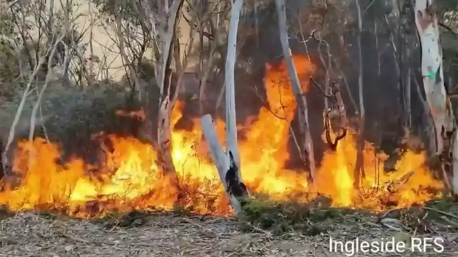מדענים שכחו ניסוי ביער. הם חזרו 40 שנה אחר כך - ונדהמו