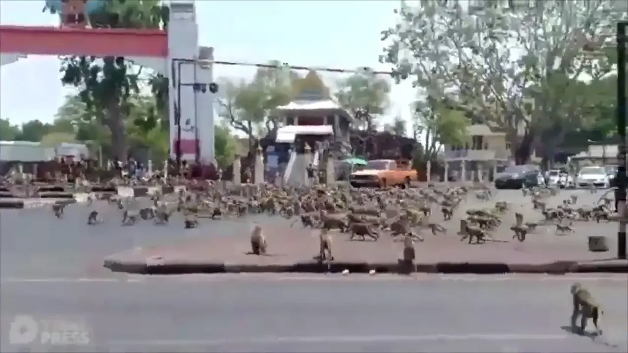 חוקרים צפו ב-40 סרטוני יו טיוב של קופים וגילו תגלית מטורפת