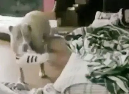 מצפים לתינוק? כך זה ישפיע על הכלב שלכם (והדרך לעזור לו)