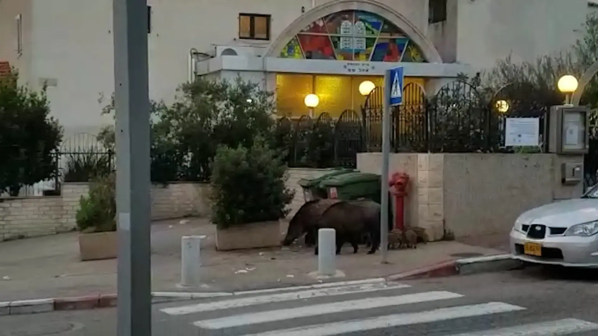 המדינה התנערה, הרשויות מקרטעות - והמחדל משתולל: אין אף גורם שאחראי לטיפול בחזירי הבר