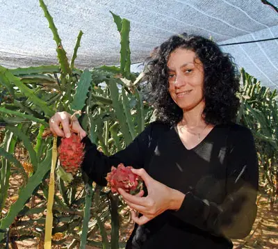פרי ישראלי חדש : "ביצי דרקון"