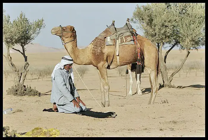 פסטיבל בדואי בפארק ערד