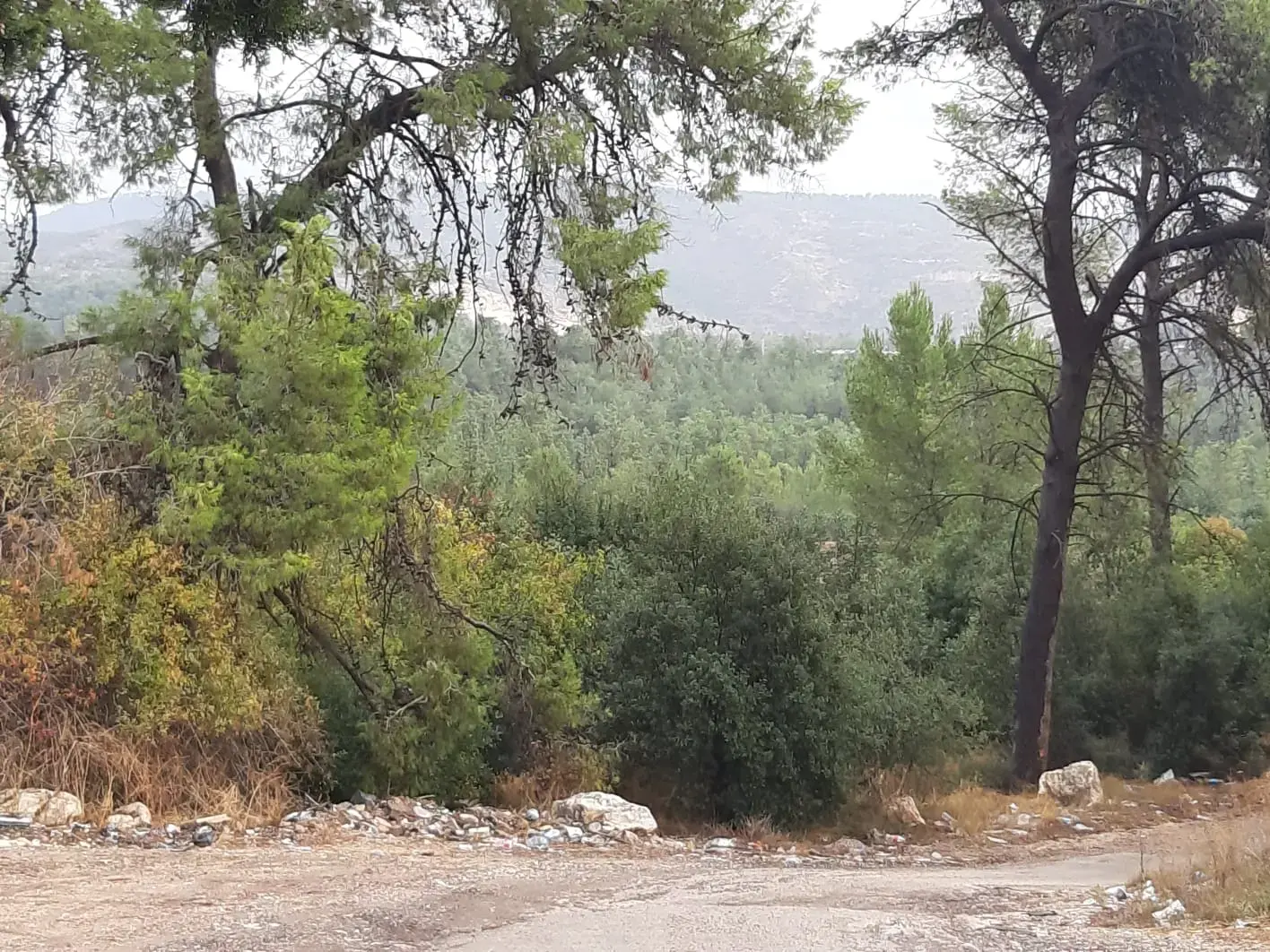 שרידי עצמות אדם נמצאו ביער סמוך לירושלים - יחד עם דרכון זר