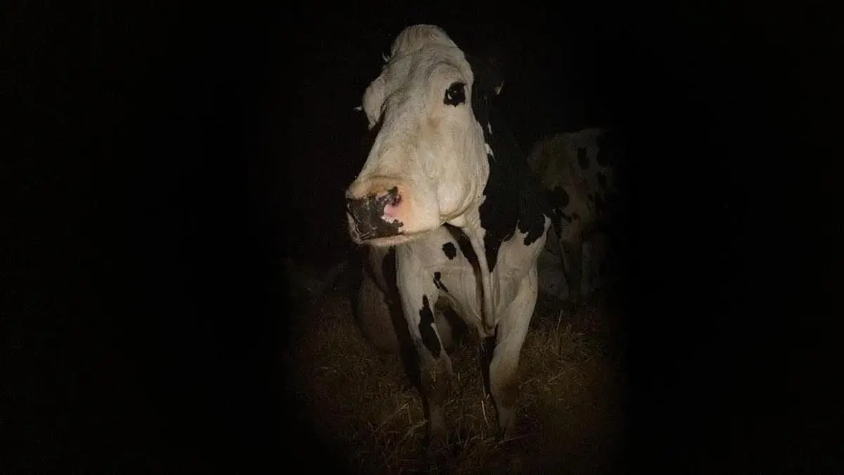 האם אתם תצליחו לפתור את חידת הפרה שגרמה לריב משפחתי?