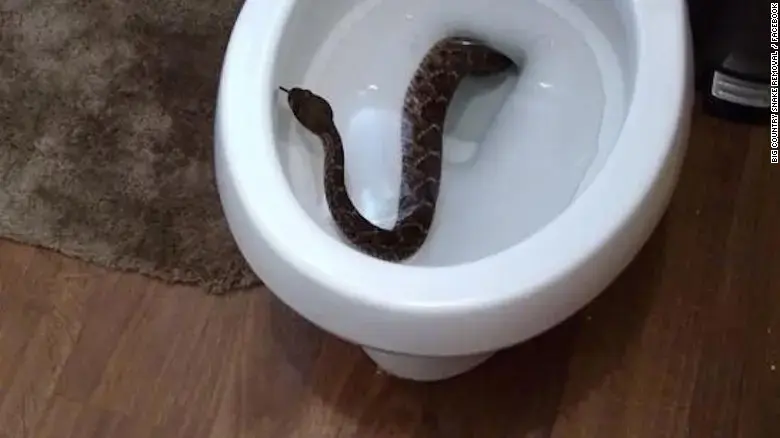 זה הדבר הכי חשוב שחייבים לעשות אם הוכשתם על ידי נחש