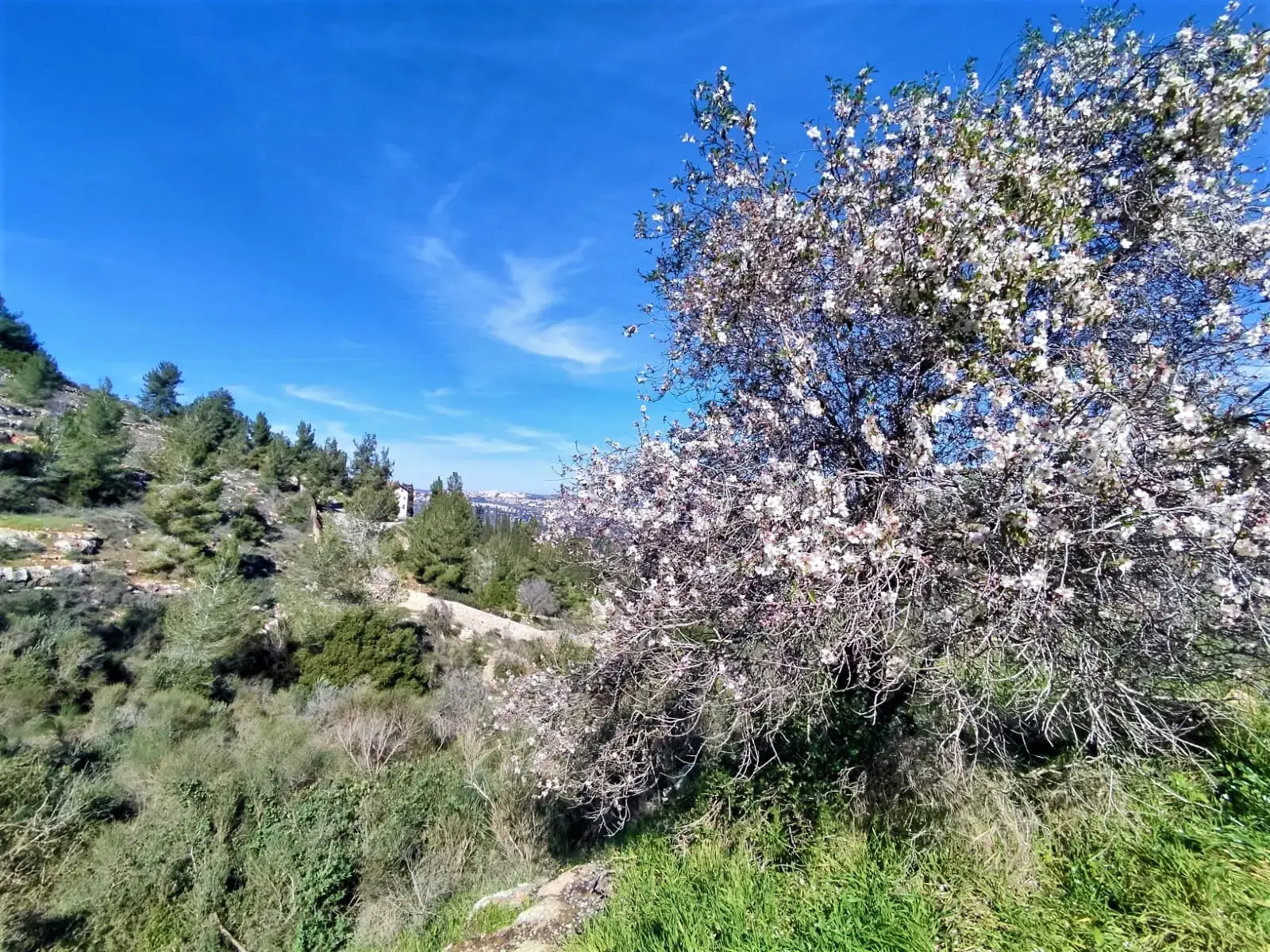 דיאטנית ממליצה: שקדים שומרים על הלב. זו הכמות היומית לאכול