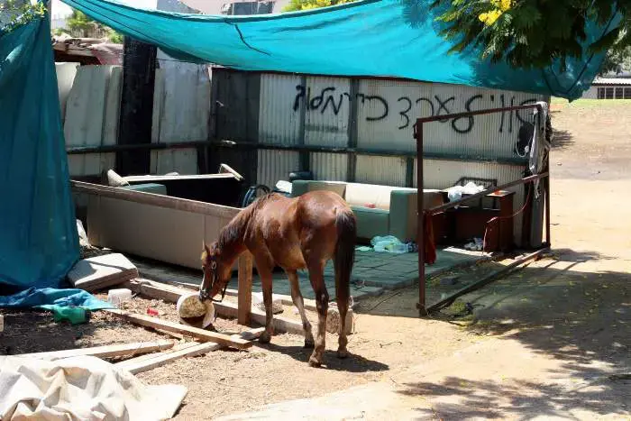 חשד: בן 12 דקר חברו בגלל מריבה על סוס
