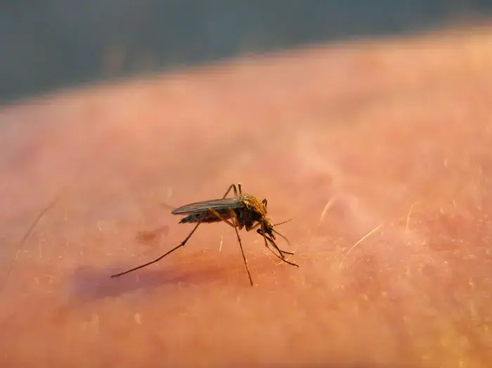 יתוש עקץ אתכם? הטריק הפשוט למניעת כאב וגירודים