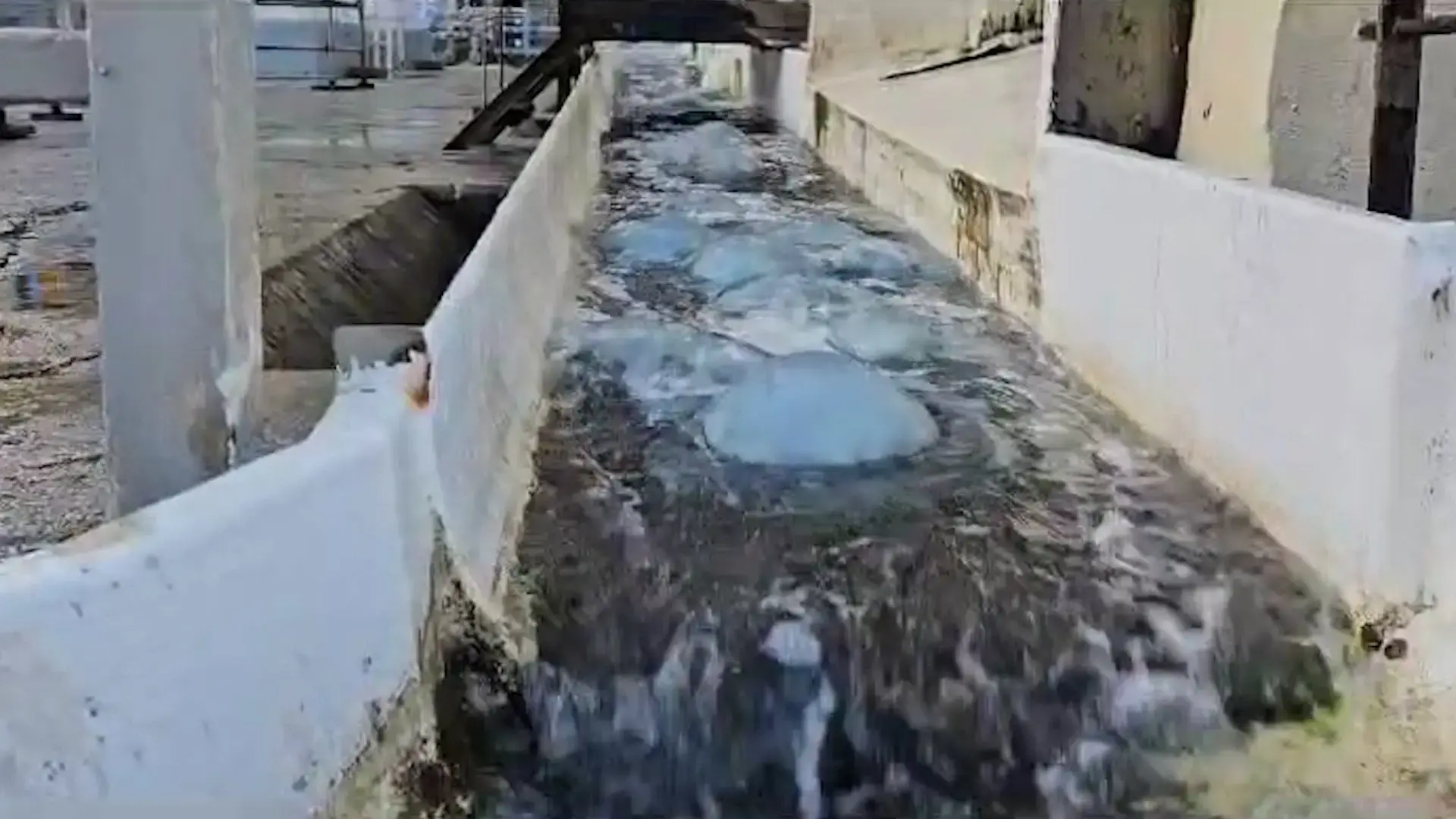 רבבות של מדוזות נסחפו לתחנת החשמל באשקלון